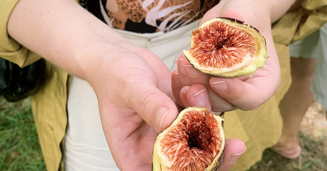 Du kunde plocka färsk frukt och andra smakrika växter medan du gick runt i den botaniska trädgården. färskt fikon öppnat