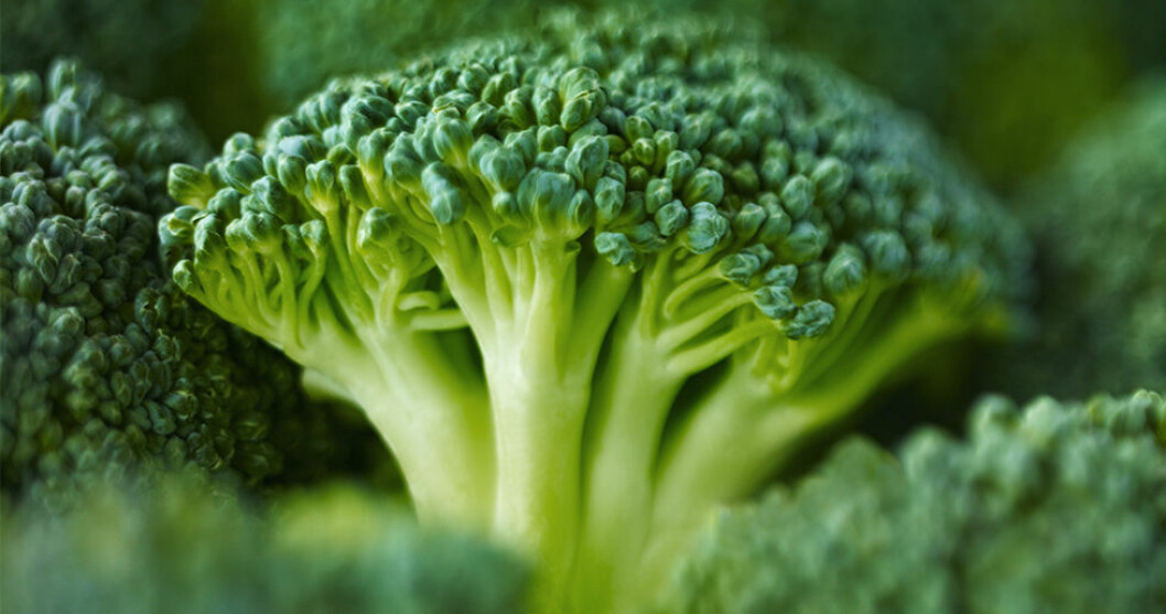 Är broccoli inte din favoritgrönsak? Du kan hitta gott om receptförslag i vår receptbank! Är broccoli inte din favoritgrönsak?