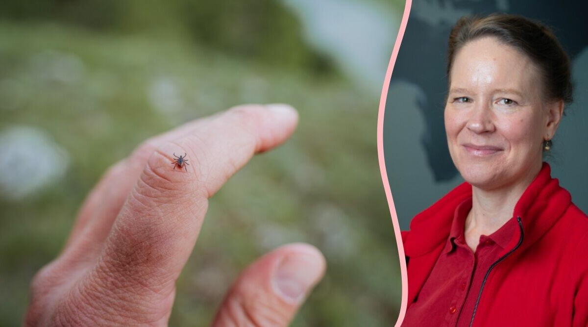 Läkaren: Det är en vanlig missuppfattning om TBE