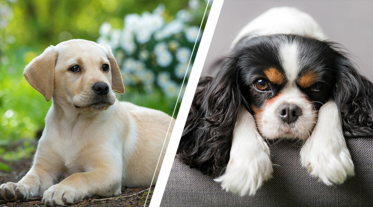 Ska du skaffa hund? Här är raserna som passar nybörjaren