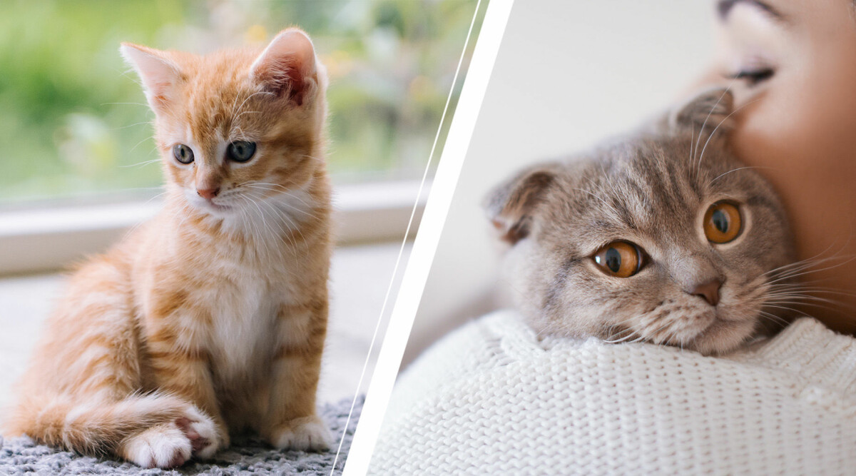 Guide: Sakerna att tänka på innan du skaffar katt