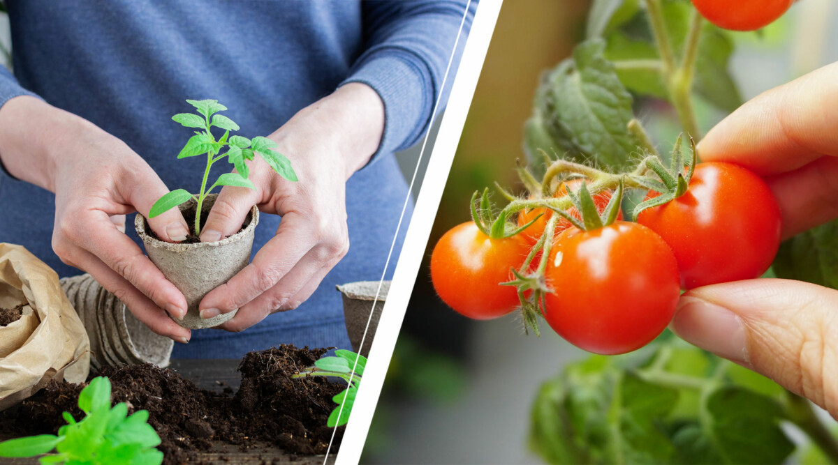 När ska man så tomater? Då ska du plantera frön och plantor