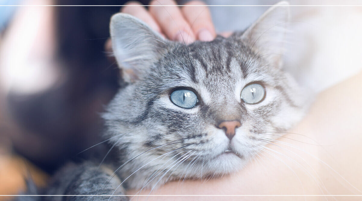 5 anledningar att stanna hemma och gosa med katten ikväll