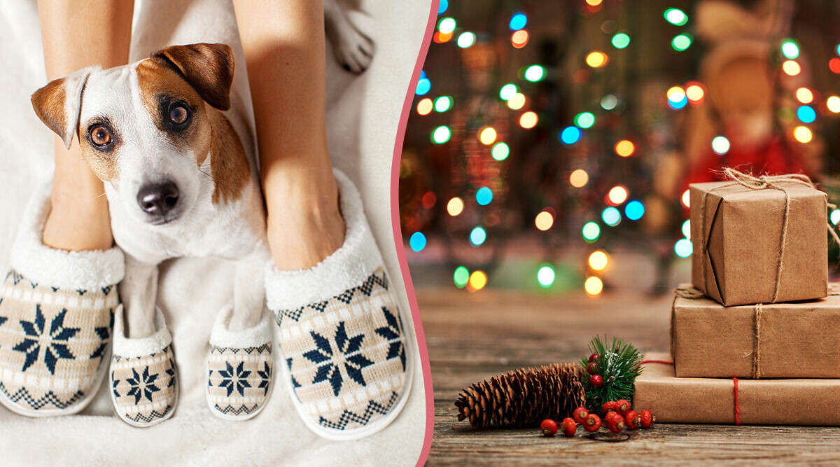 Vilken av dessa favorittippade prylar blir årets julklapp?