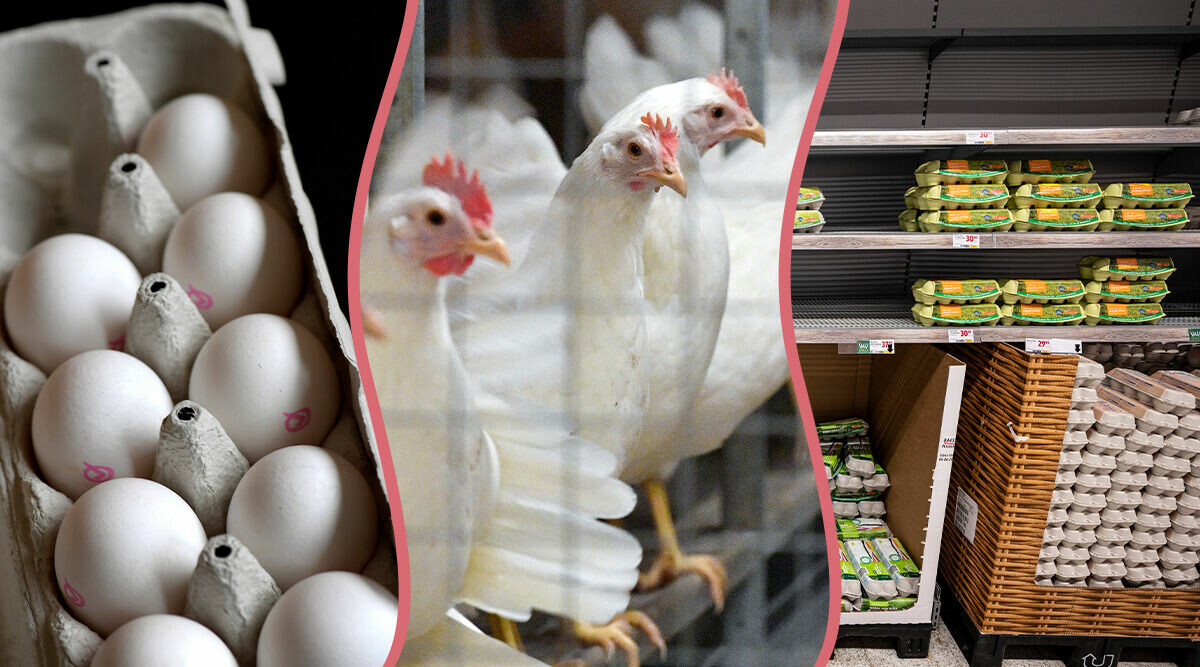 Salmonella i tusentals ägg: Lista – här är sorterna du inte bör äta
