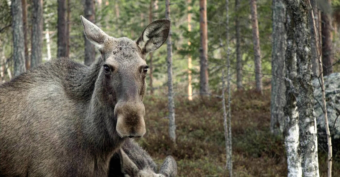 Hur ska man agera om man möter en björn, varg eller älg? | MåBra