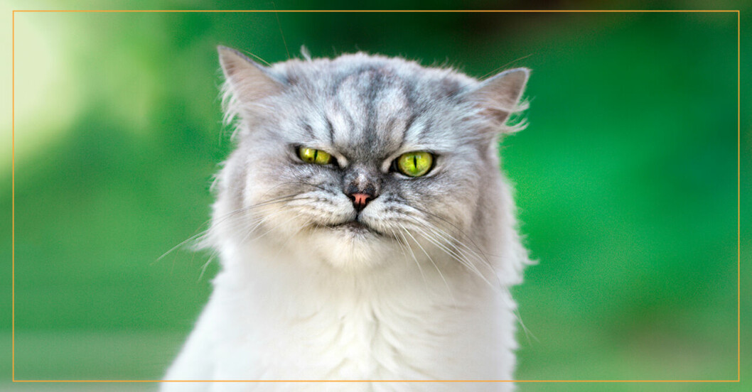 missnöjd katt