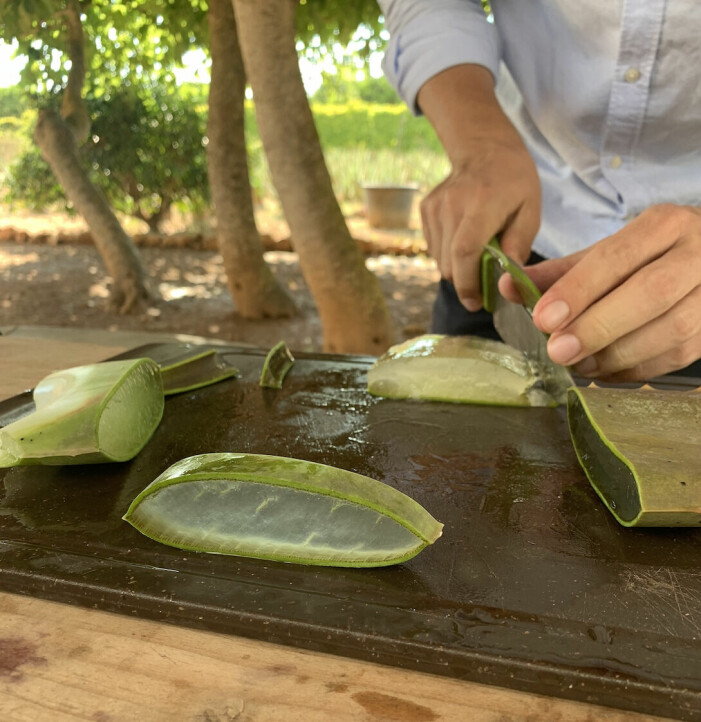 Aloe vera är hälsofrämjande på flera sätt. aloe vera genomskuren