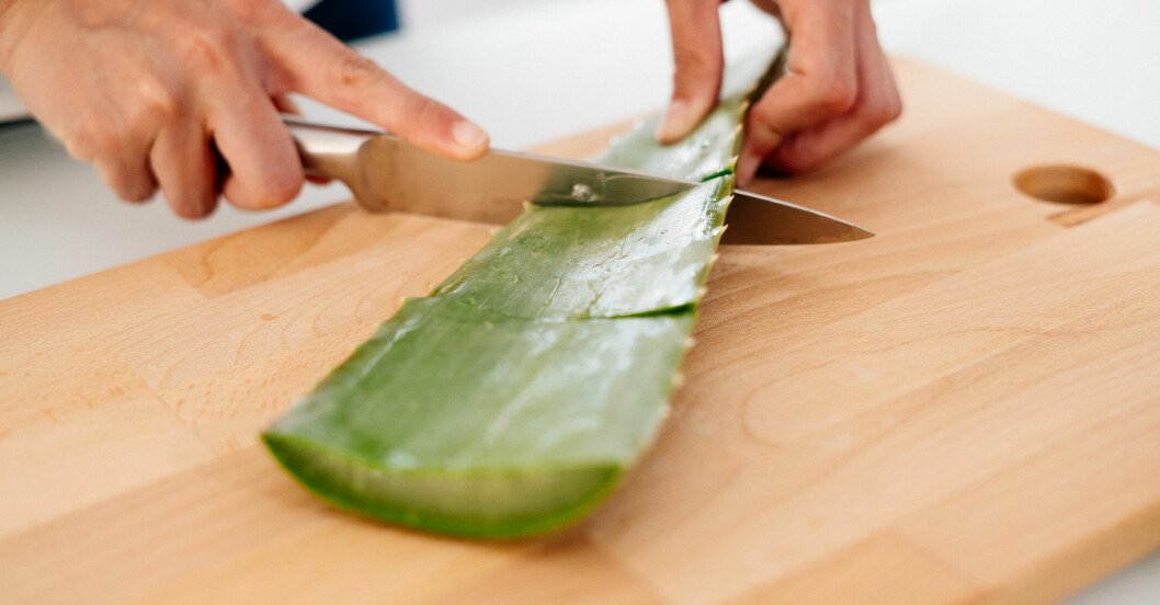 aloe vera kan lindra solbränna