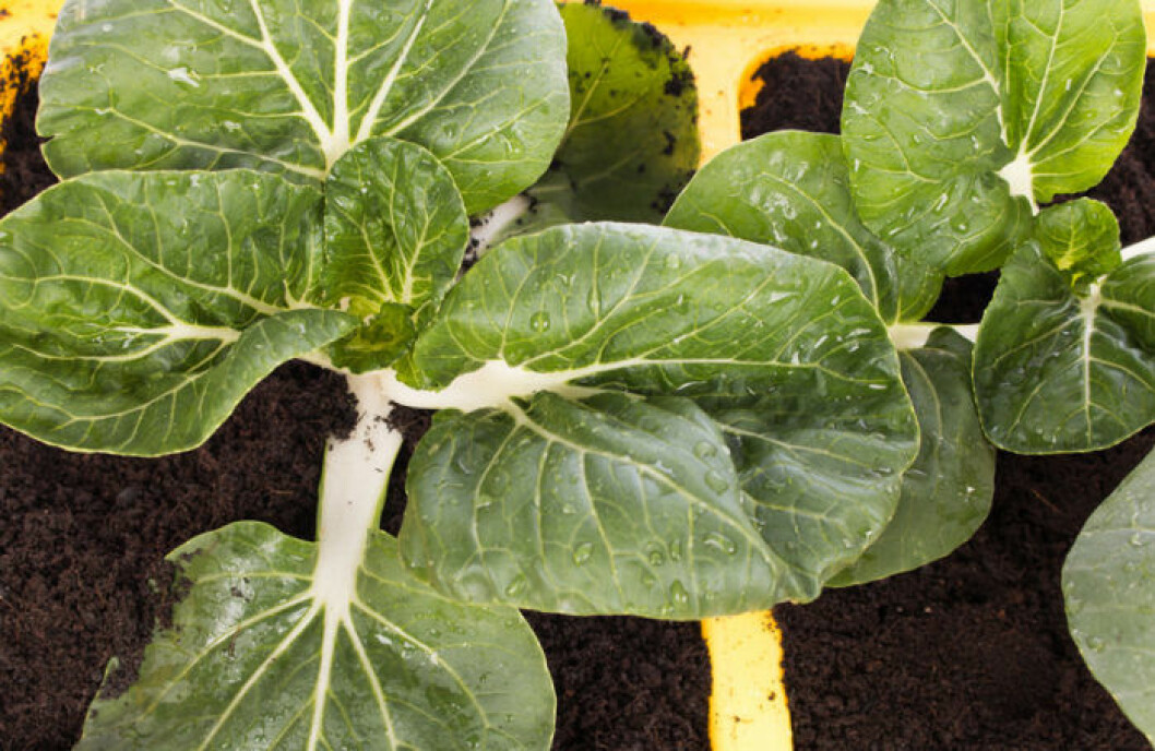 Återodla grönsaker. Bok Choy får bra att återplantera i jord hemma.