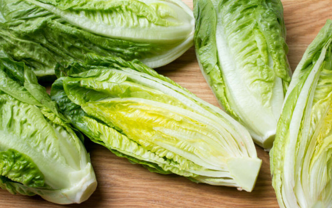 Återodla grönsaker. Romansallad går fint att återplantera.