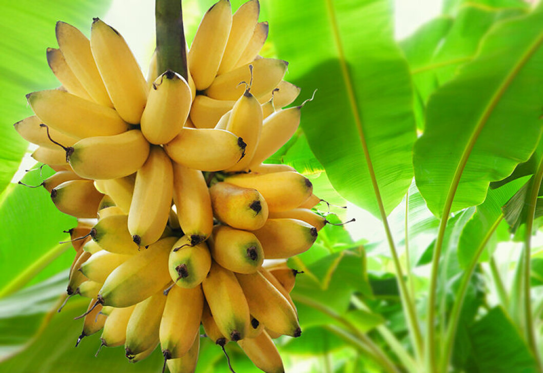 Förvara inte bananer i kylskåpet
