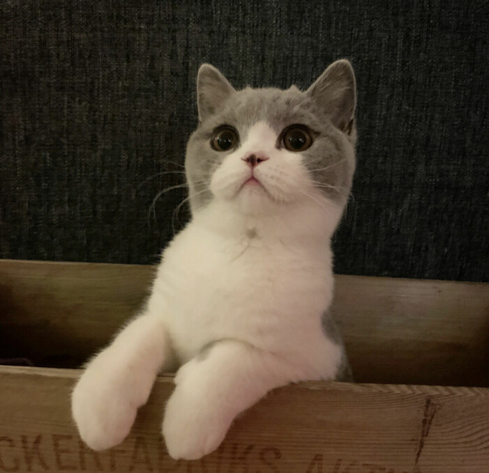 Katten Bengt.