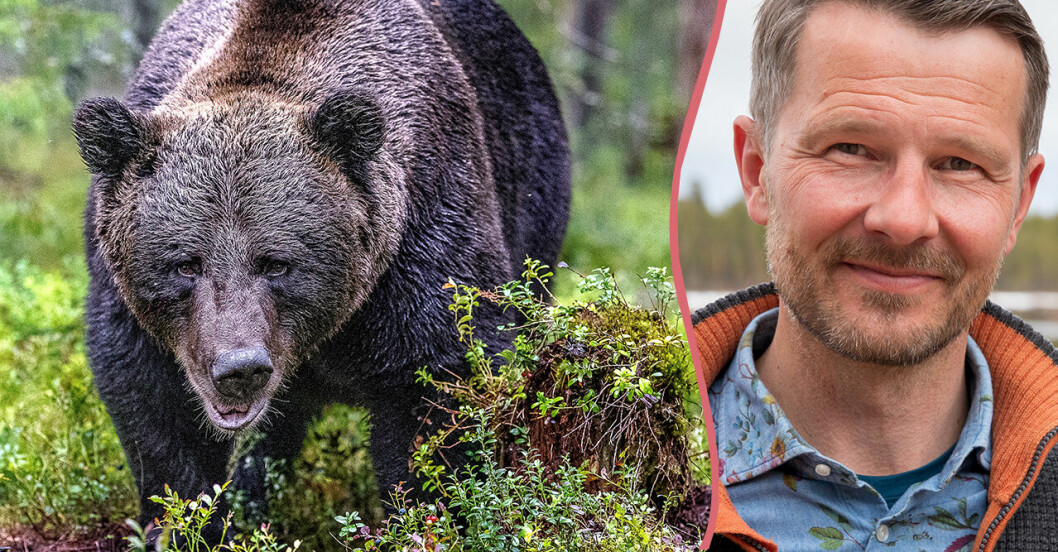 Splitbild: En brunbjörn och Jonas Malmsten, viltveterinär
