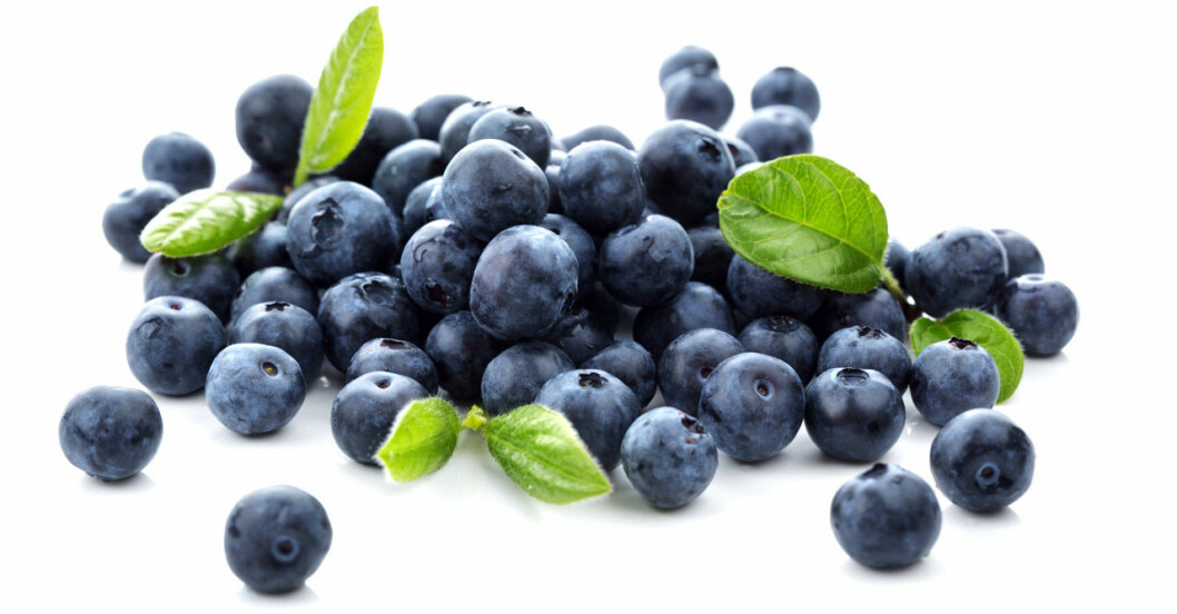 Våra svenska blåbär innehåller som allra mest antioxidanter. Blåbär innehåller mycket antioxidanter.