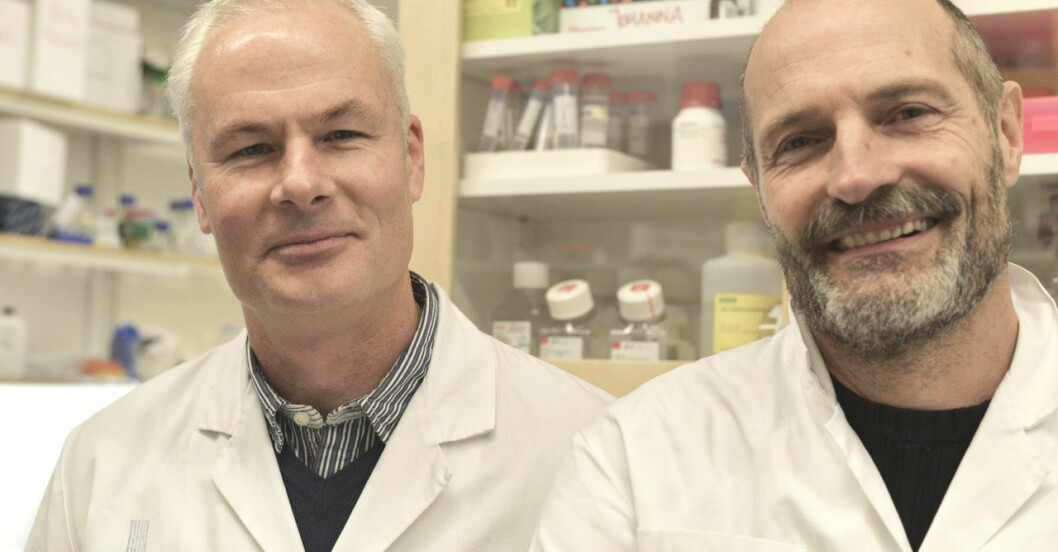 Bo Karlstedt och Hans Grönlund är experter på allergi.