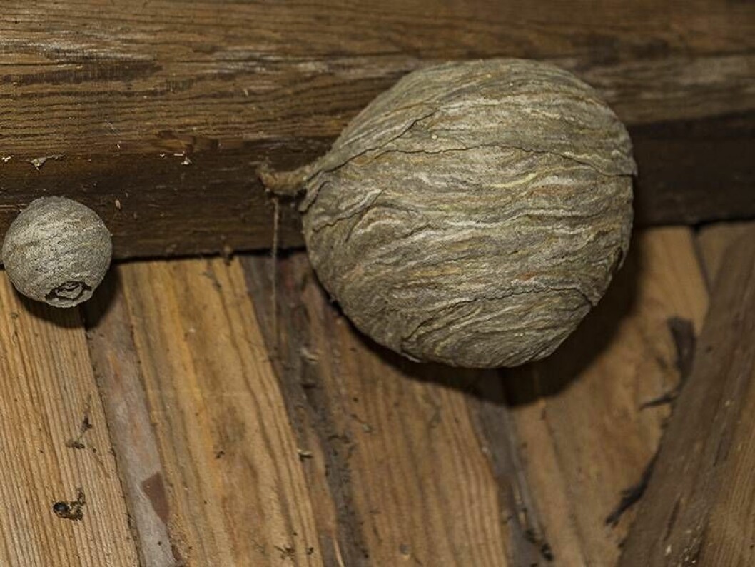 Är getingboet bara litet som en bordtennisboll, som det till vänster, bor troligen bara drottningen där och man kan ta bort det själv, tipsar Anticimex. Foto: TT