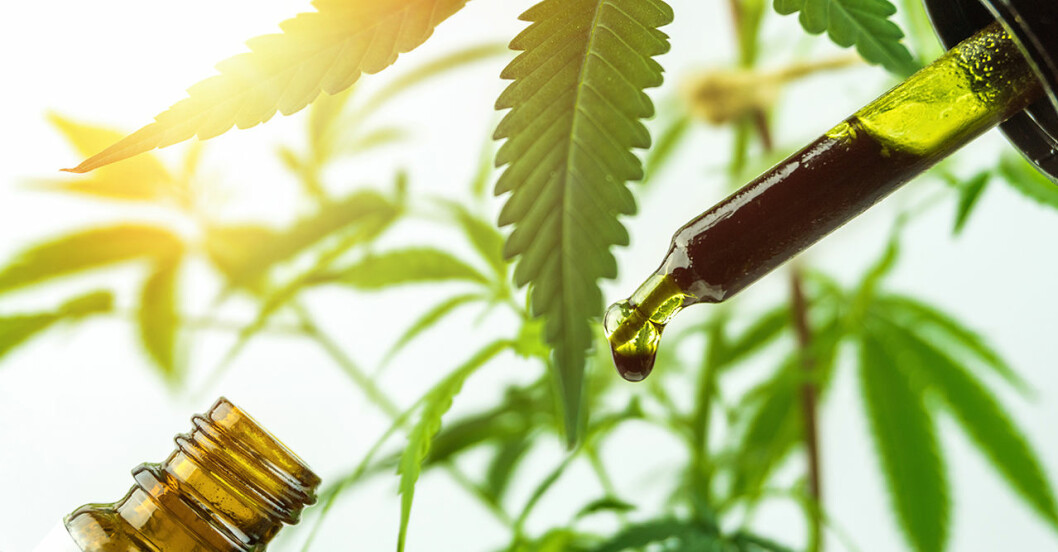 De CBD-oljor som säljs som hälsokost är inte klassade som läkemedel – och man vet inte om de har någon effekt. Cannabisolja i droppflaska