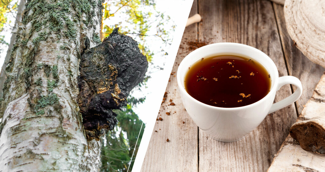 Chaga på björk och som te.