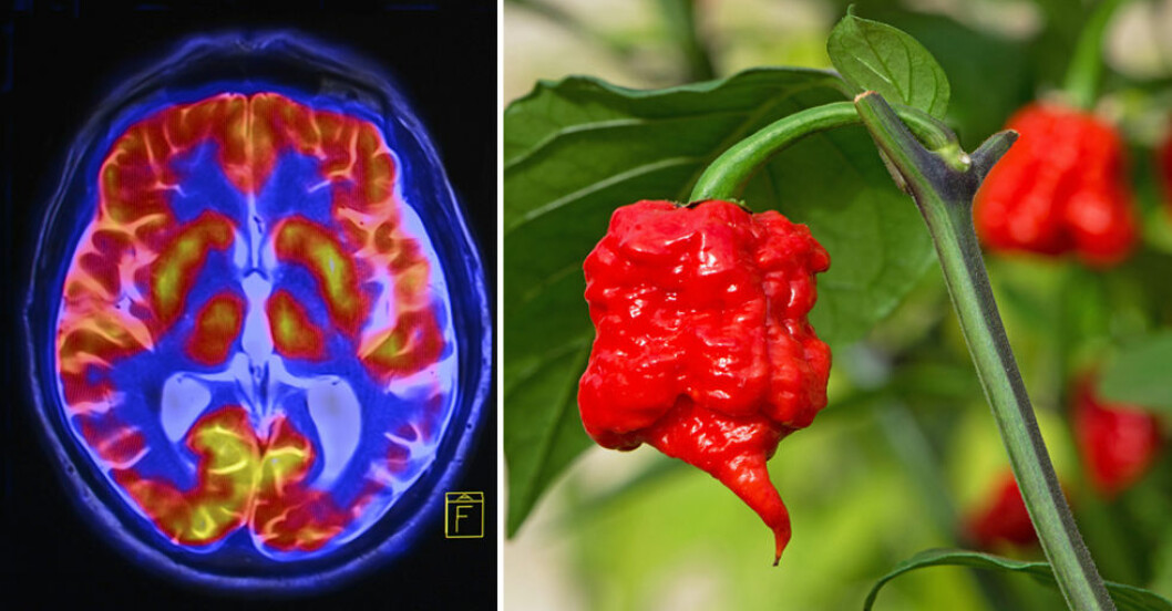 Carolina Reaper har fått titeln Världens starkaste chili.