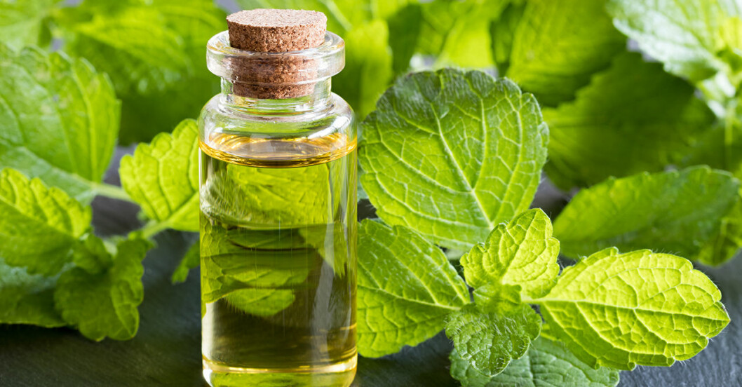 Eterisk olja gjord på citronmeliss kan hjälpa mot herpesblåsor. Citronmeliss samt en olja gjord på den