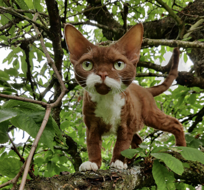 Katten Cornelis.