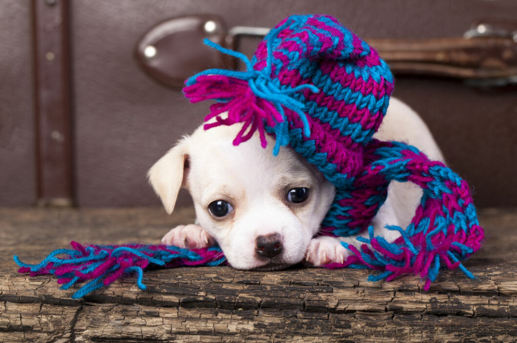 Sluta curla din hund!