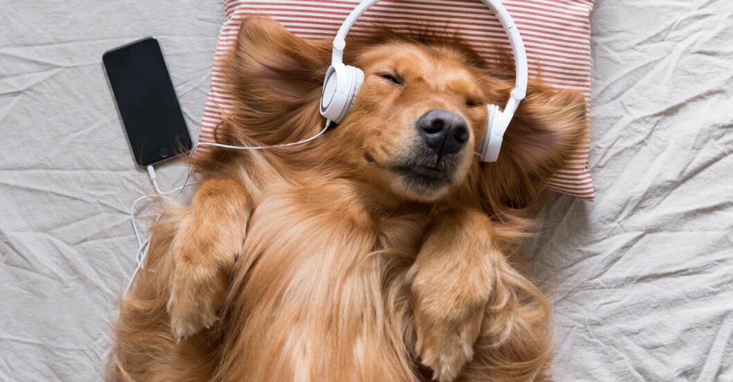 Hund lyssnar på musik