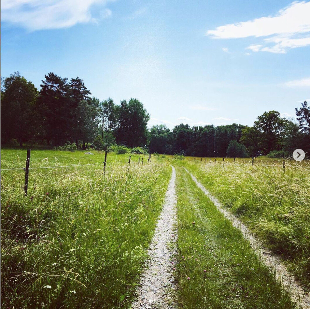 Vandra över vackra ängar på Eldgarnsö. Bild från Eldgarnsö. Foto: Mikaela Alex