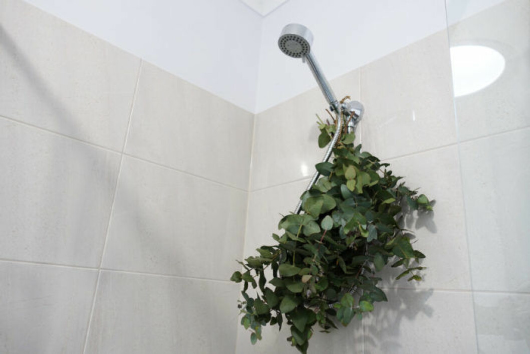Eukalyptus i duschen lidrar höstförkylningen