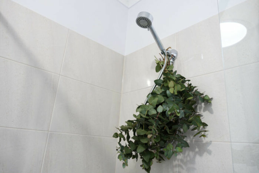 Bunten med blad ska placeras nära vattenstrålen, men inte mitt i flödet. Eukalyptus i duschen lidrar höstförkylningen