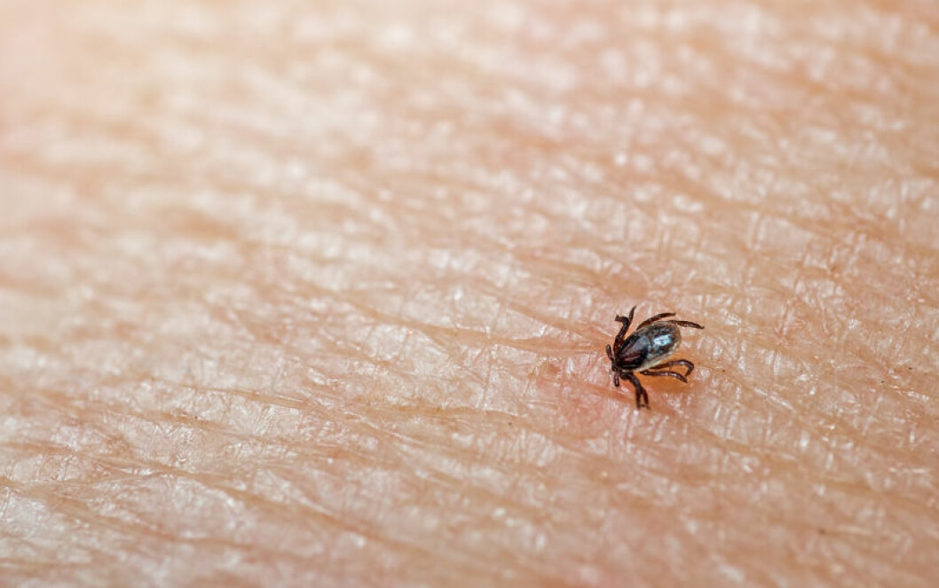 Fästingar kan smitta människor med flera olika sjukdomar – som TBE och borrelia.. TBE smittar direkt vid bettet.