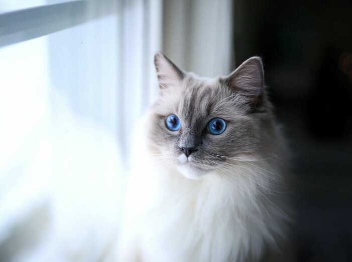 Katten Fili.