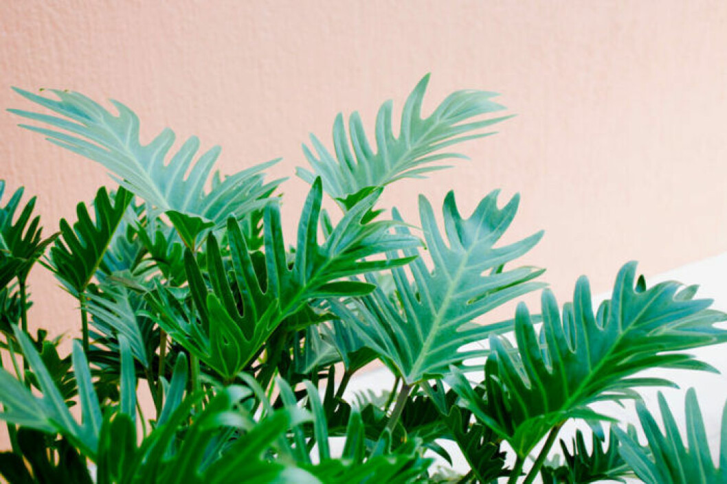 Filodendron. Bild: IBL Bildbyrå Filodendron. Bild: IBL Bildbyrå