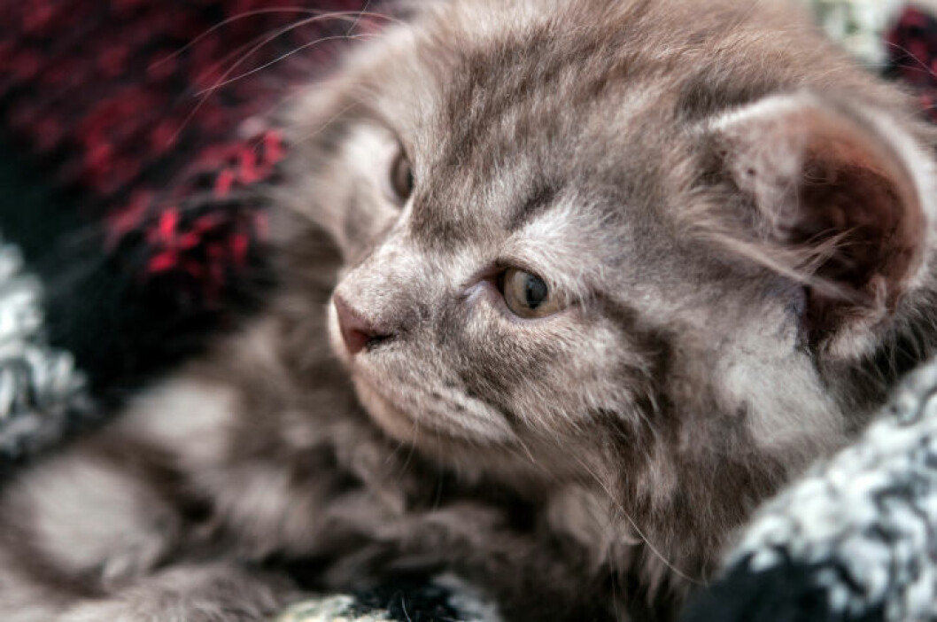 fin-katt