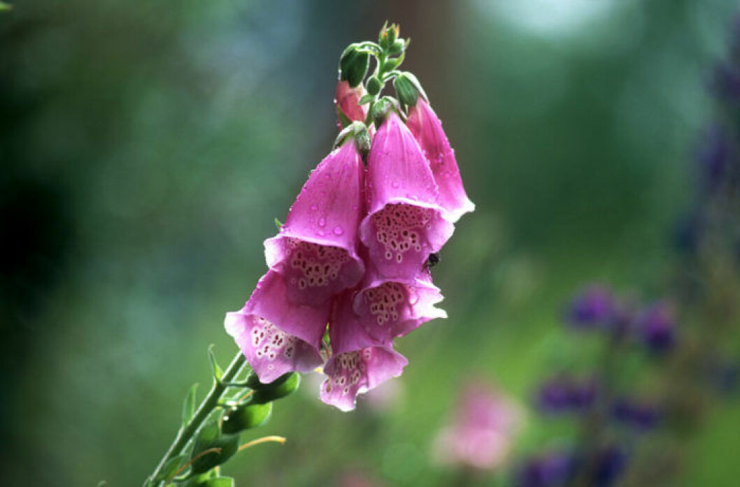 Fingeborgsblomma. Bild: Sven-Erik Nord/Naturfotograferna/IBL Bildbyrå Fingeborgsblomma. Bild: Sven-Erik Nord/Naturfotograferna/IBL Bildbyrå
