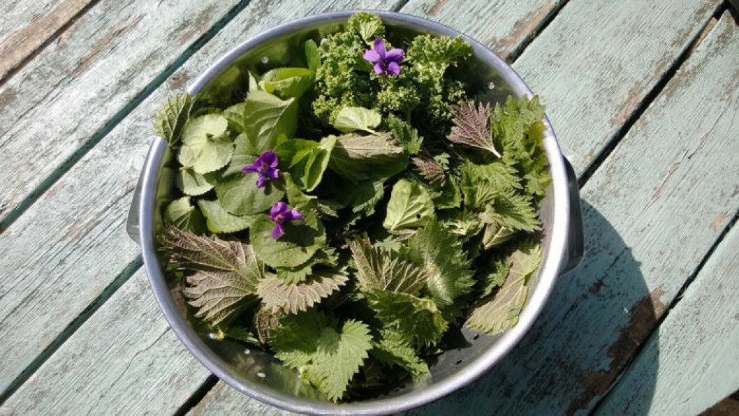 A metal bowl of foraged edible flowers and plants from the home garden of nettles, violets, spinach on a vintage wooden table in the sunshine in Summer.