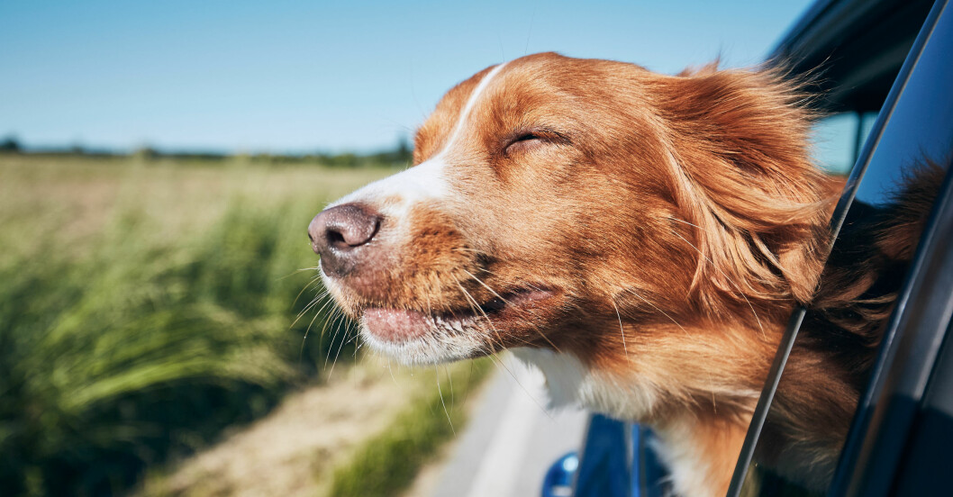 fördelar med att ha hund – för hälsan