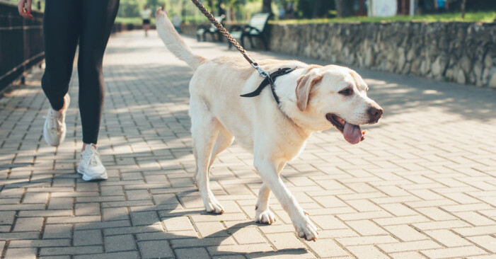 Vem är din bästa promenadkompis och vad får dig att vilja gå ut varje dag? Kvinna är ute och går med hund