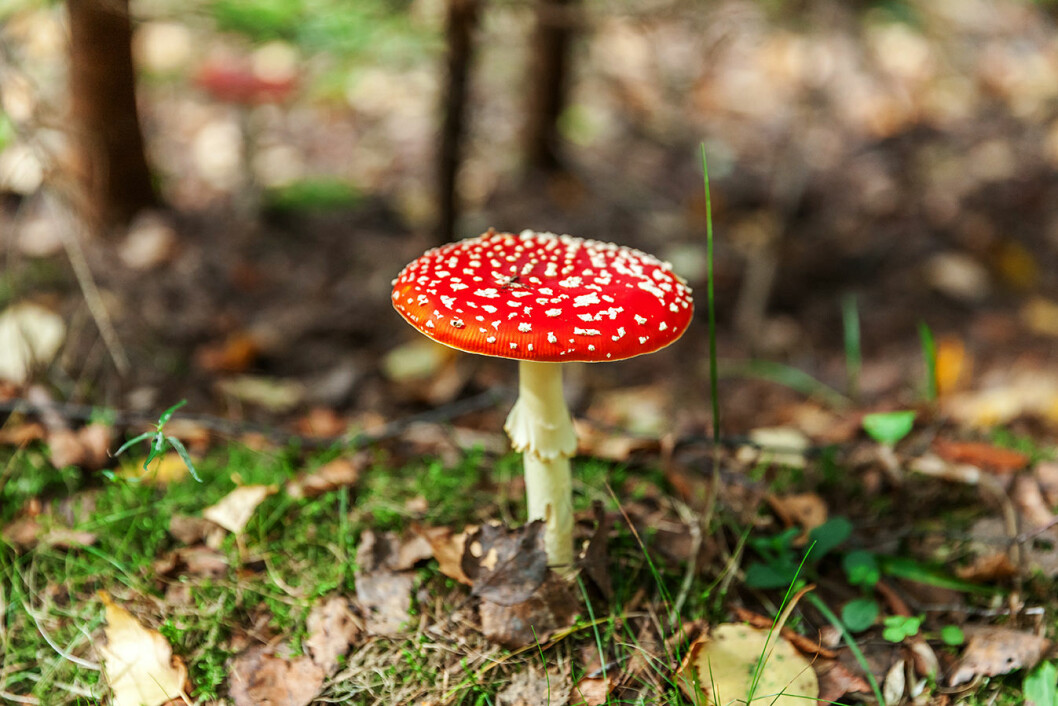 Röd flugsvamp innehåller neurotoxiner som kan ge hallucinationer. Svamo med röd hatt och vita prickar i skogen