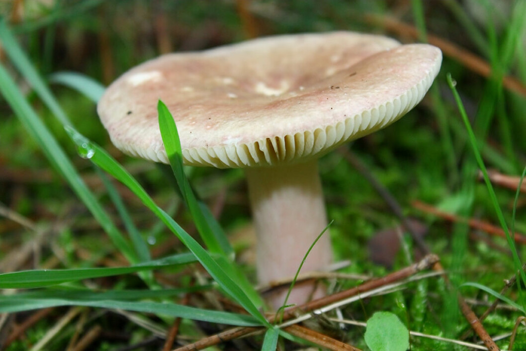 Giftkremla kan ge magsymtom. Beige svamp med platt hatt i gräset