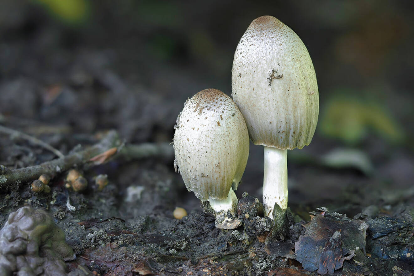 Toppig grå svamp i skogsbacke
