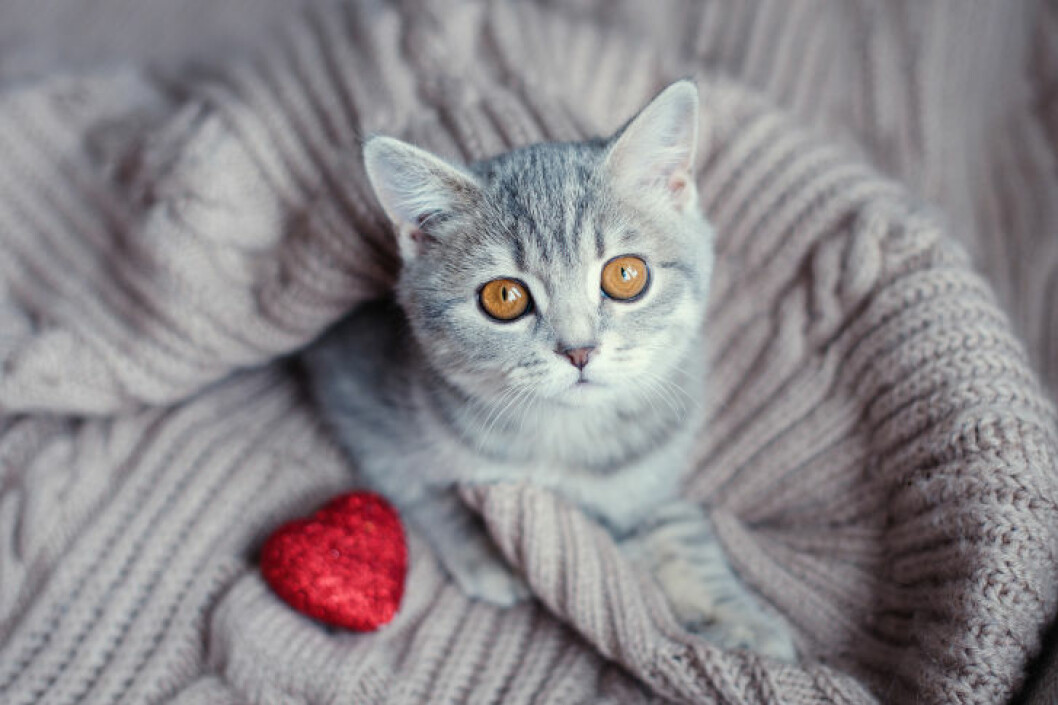 gullig-katt