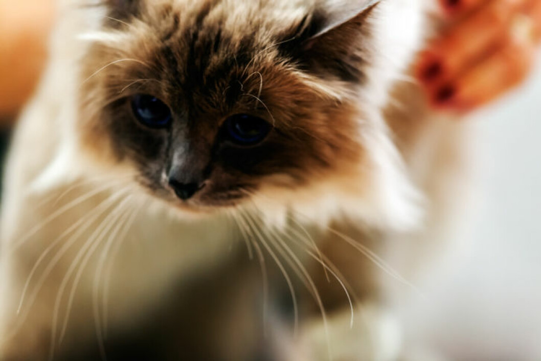 gullig-katt-som-ar-sot