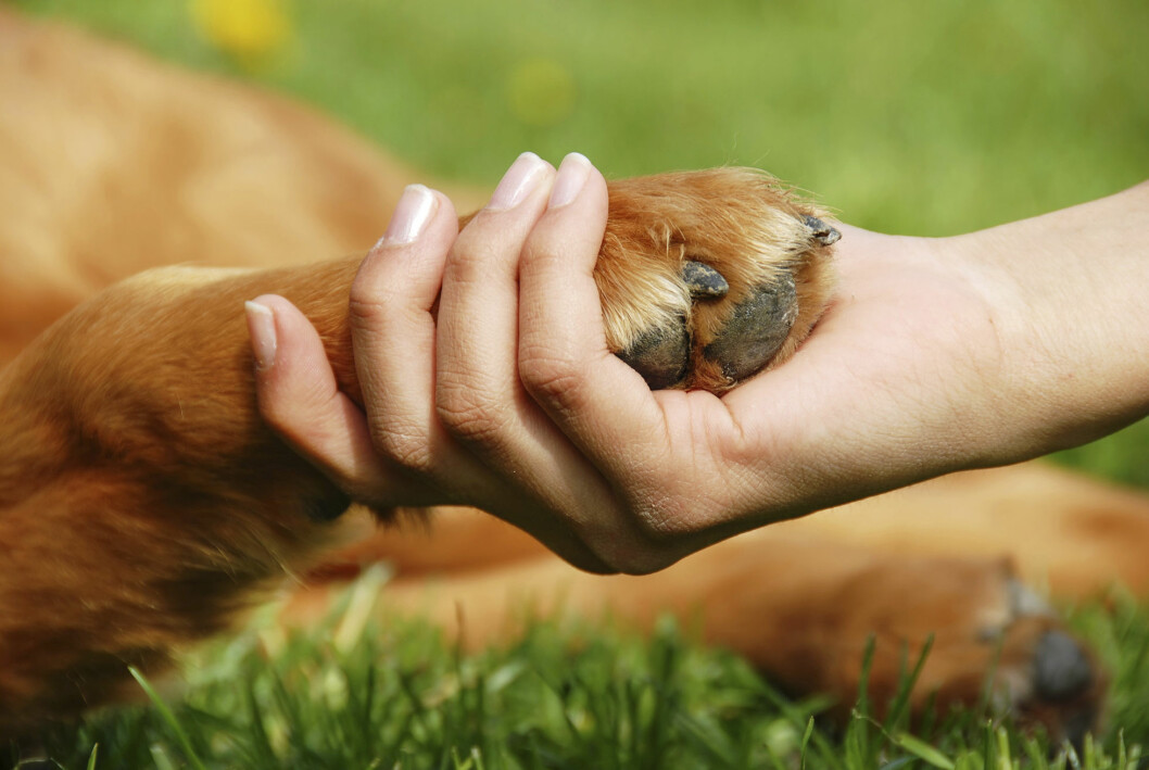 Människans bästa vän. Och personlig tränare, terapeut och kontaktmagnet. Människohand skakar tass med en hund