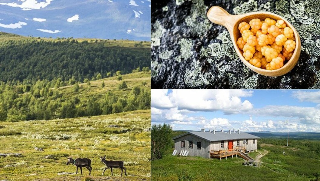 Här får du se både låg- och högalpina växtzoner. Foto: STF Signaturled Hemavan-Ammarnäs.