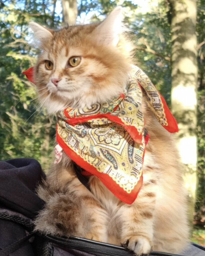 Katten Hera.