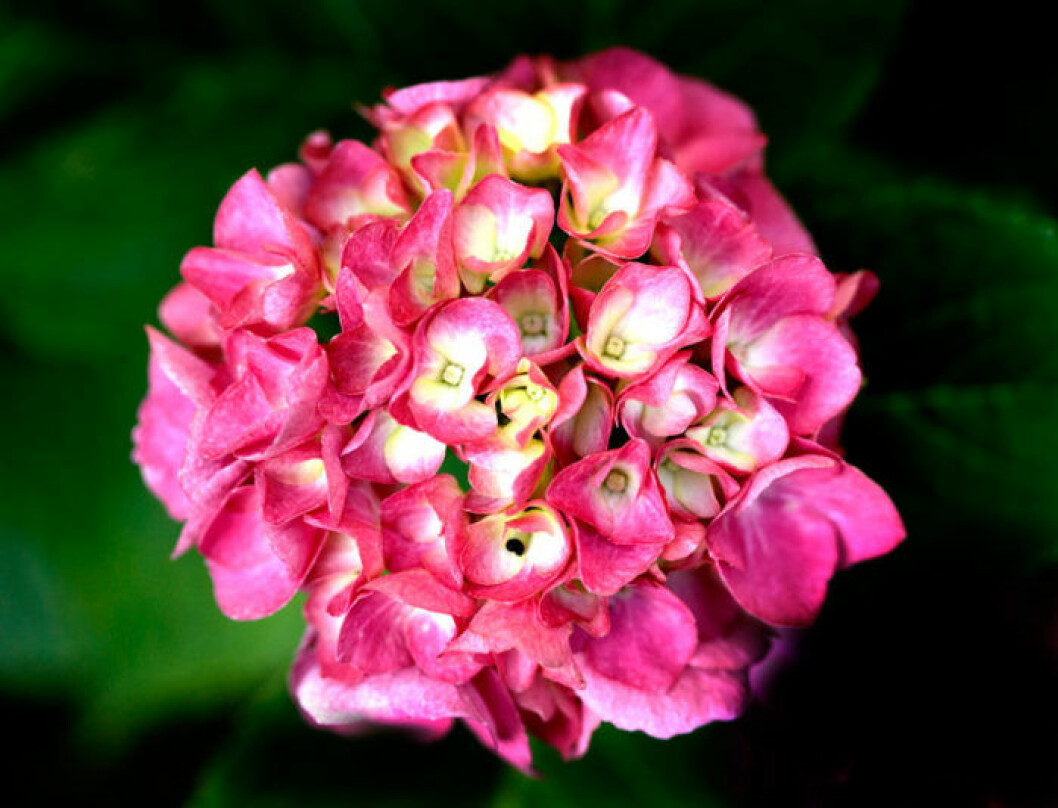 Hortensia. Bild: Nicky Johnston/IBL Bildbyrå Hortensia. Bild: Nicky Johnston/IBL Bildbyrå