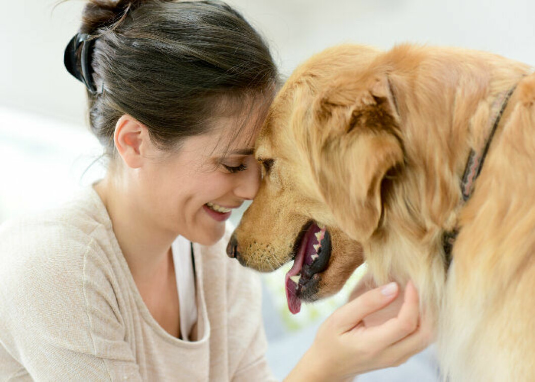 Kanske är en tik lösningen på din hundallergi?