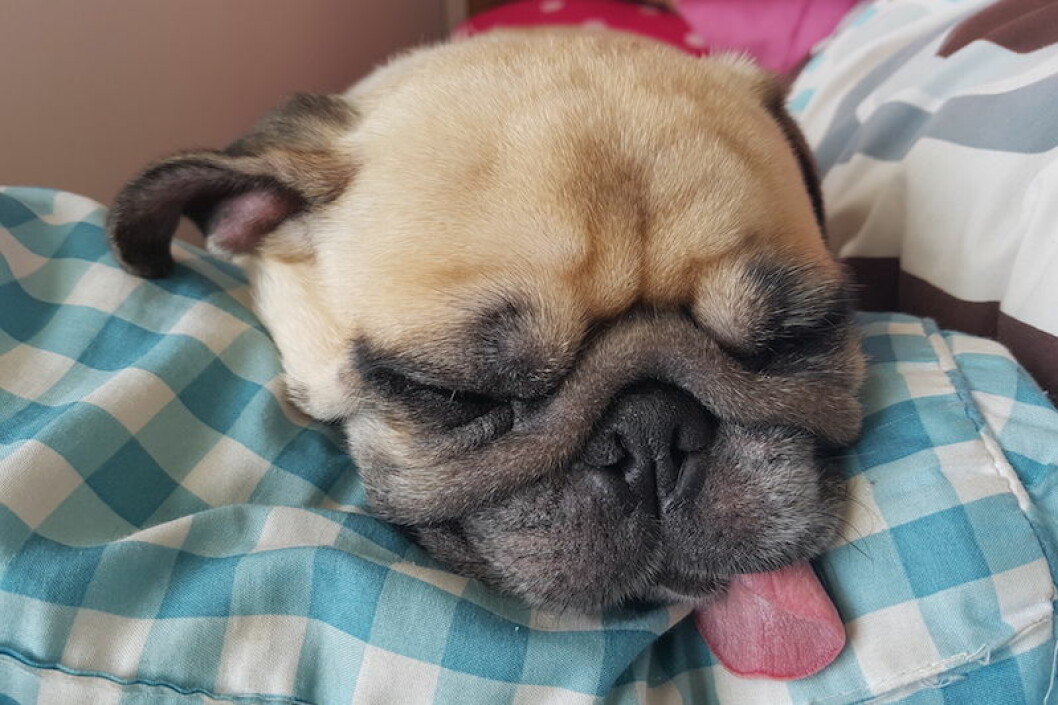 Hund-med-tungan-ute